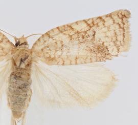 Female. © Jason J. Dombroskie. Image used with permission.